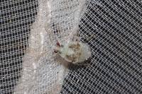 Deraeocoris