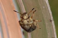 Eysarcoris
