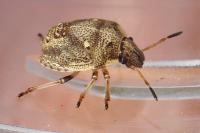 Eysarcoris