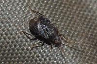 Charagochilus