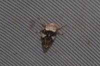 Philaenus spumarius