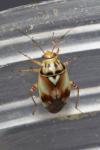 Lygus pratensis