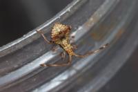 Coreus marginatus