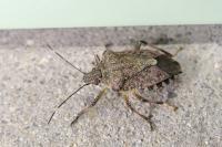 Halyomorpha halys
