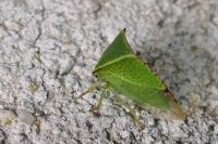 Stictocephala alta