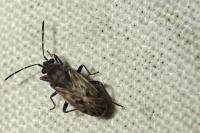 Peritrechus gracilicornis