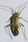 Adelphocoris lineolatus