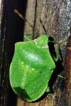 Nezara viridula