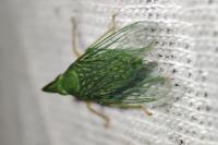 Dictyophara multireticulata