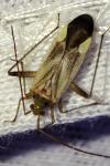 Adelphocoris lineolatus