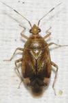 Deraeocoris flavilinea