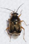 Deraeocoris serenus