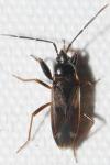 Eremocoris fenestratus