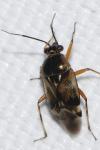 Deraeocoris serenus