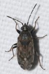 Peritrechus nubilus