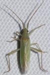 Stenodema calcarata