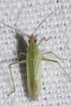 Trigonotylus caelestialium