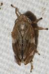 Philaenus spumarius