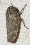 Cicadellidae