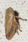 Philaenus spumarius