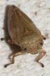 Philaenus spumarius
