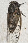 Cicadatra atra