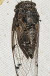 Cicadatra atra