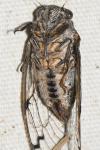 Cicadatra atra