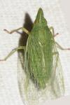 Dictyophara multireticulata