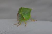 Stictocephala alta