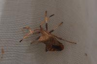 Coreus marginatus