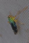 Cicadella viridis