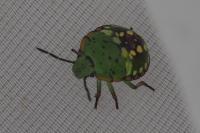 Nezara viridula