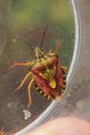 Carpocoris purpureipennis
