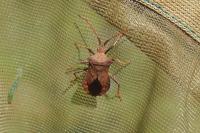 Coreus marginatus