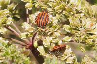 Graphosoma italicum