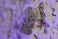Metcalfa pruinosa