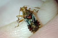 Rhopalus subrufus