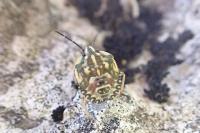 Carpocoris fuscispinus