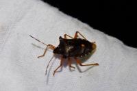 Pentatoma rufipes