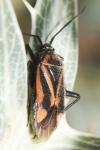 Brachycoleus triangularis