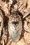 Platyplax inermis