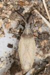 Catoplatus carthusianus
