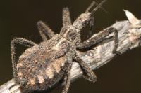 Rhynocoris erythropus