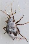 Deraeocoris