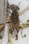 Gonianotus marginepunctatus