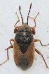 Geocoris megacephalus