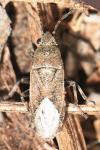 Heterogaster artemisiae