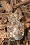 Hyalochiton colpochilus