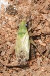 Macrotylus